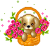sweetdog